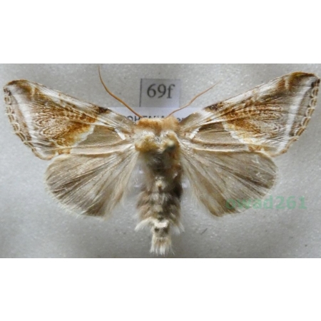 Habrosyne pyritoides (Hufnagel, 1766) Pluszówka agatka Czech69f